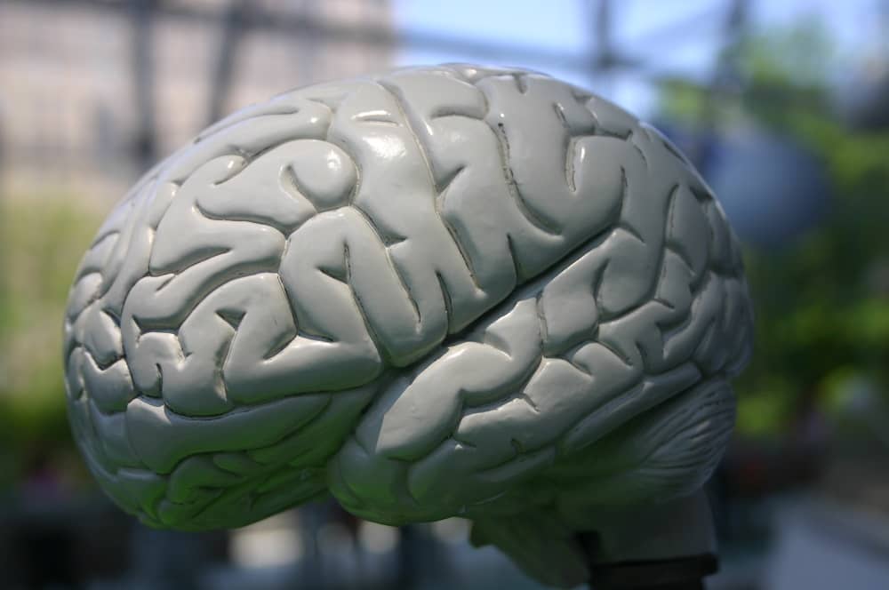 plastikowy model ludzkiego mózgu