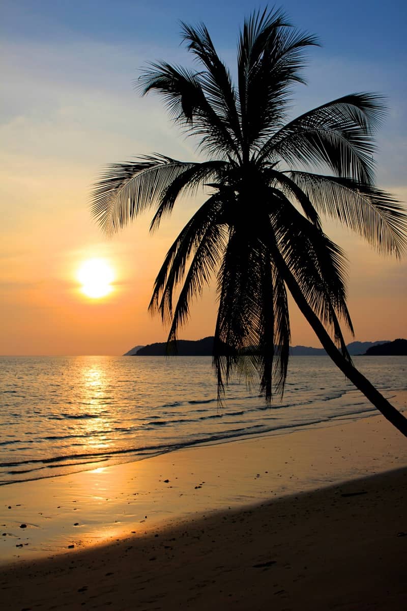 palma na plaży wieczorem przy zachodzącym słońcu